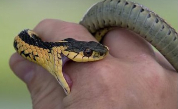 देउखुरीमा सर्पले डसेर एक शिक्षकको मृत्यु: